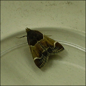 カシノシマメイガ