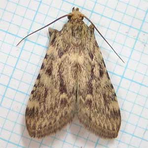 コメノシマメイガ