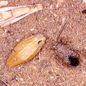 ケブカサシガメ