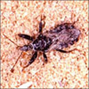 コメグラサシガメ