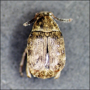 インゲンマメゾウムシ成虫