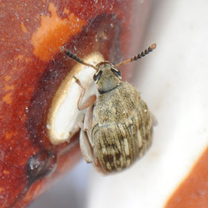 インゲンマメゾウムシ成虫