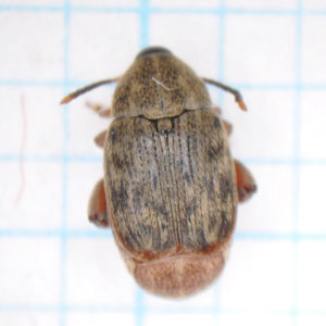 インゲンマメゾウムシ成虫