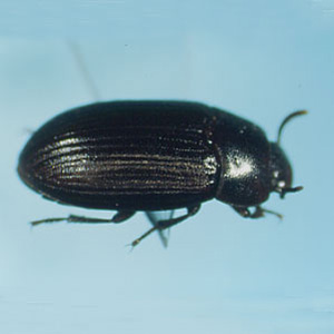 ガイマイゴミムシダマシ