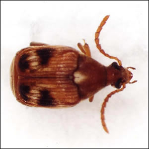 アカイロマメゾウムシ成虫(雄)