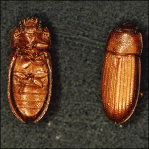 ホソチビコクヌスト成虫