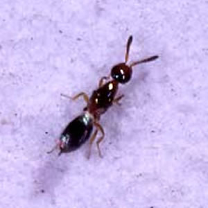 コクゾウホソバチ