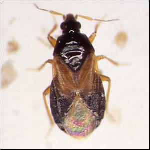 ミナミアシブトハナカメムシ成虫