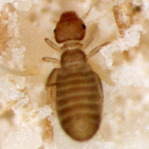 ヒラタチャタテ