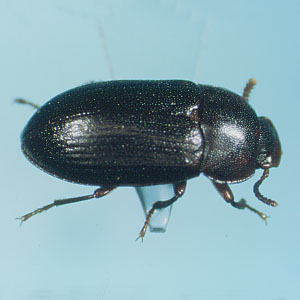 ヒメゴミムシダマシ