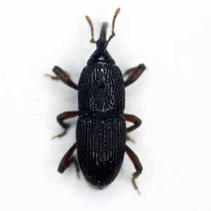 グラナリアコクゾウムシ