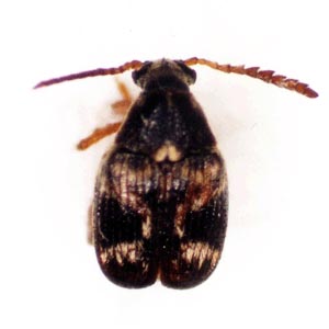 ヨツモンマメゾウムシ成虫（雌）