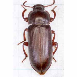 チャイロコメノゴミムシダマシ成虫