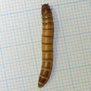 チャイロコメノゴミムシダマシ幼虫