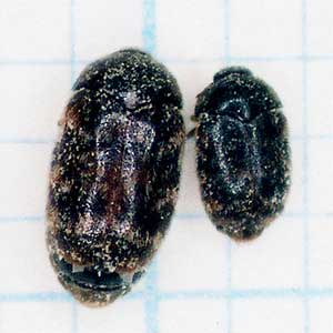 ヒメアカカツオブシムシ成虫