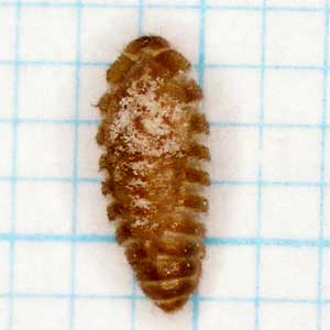 ヒメアカカツオブシムシの蛹