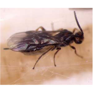 シマメイガコマユバチ成虫