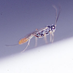 コクガヤドリチビアメバチ成虫