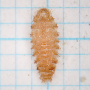 アカマダラカツオブシムシの蛹