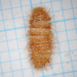 アカマダラカツオブシムシの幼虫