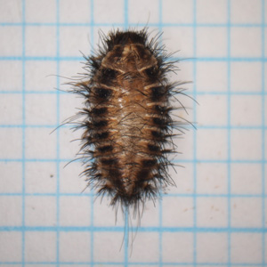 シロオビマルカツオブシムシの蛹