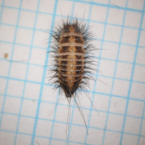 シロオビマルカツオブシムシの幼虫