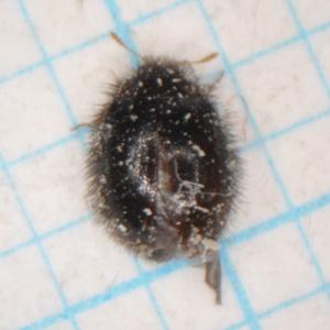 チビケカツオブシムシの成虫