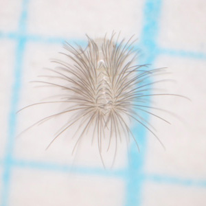 チビケカツオブシムシの若齢幼虫（孵化後１ヶ月以内）