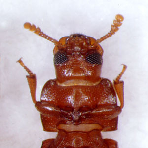 コクヌストモドキの頭部拡大