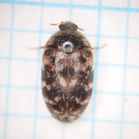 ヒメマダラカツオブシムシの雌成虫