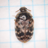 ヒメマダラカツオブシムシの雄成虫