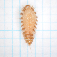 ヒメマダラカツオブシムシの蛹