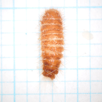 ヒメマダラカツオブシムシの幼虫