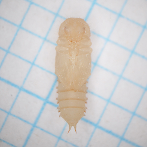 コクヌストモドキの蛹