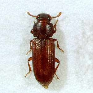 比較写真：ヒラタコクヌストモドキ