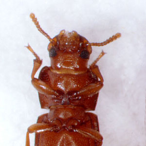 ヒラタコクヌストモドキの頭部拡大