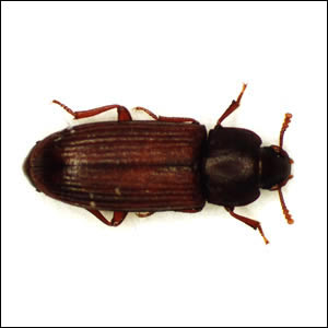 カシミールコクヌストモドキ