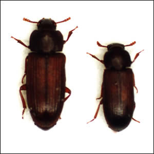 左：カシミールコクヌストモドキ、右：コクヌストモドキ