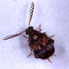 アズキゾウムシ