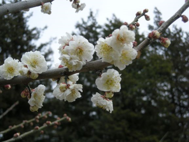 写真2 「麗和」の開花状況