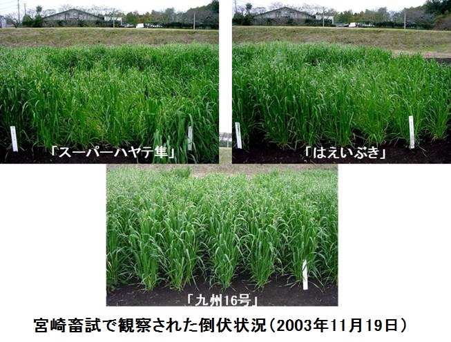 九州16号