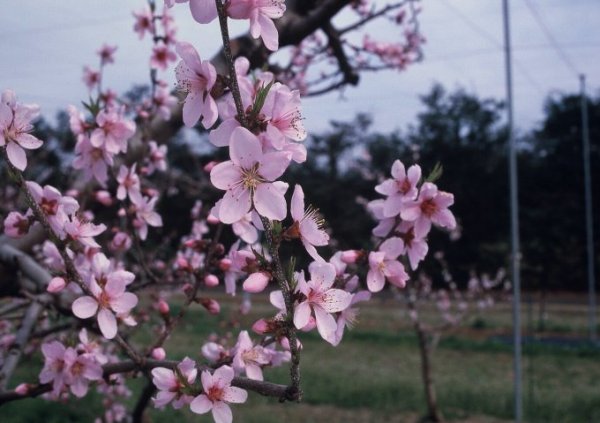 なつおとめの花