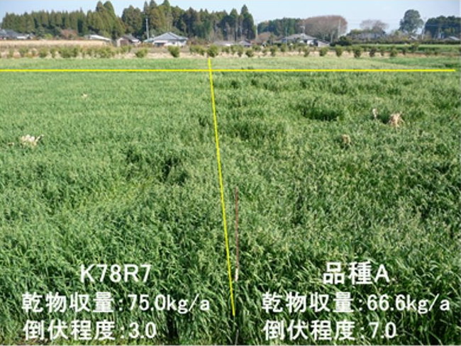 写真1 現地試験における倒伏程度