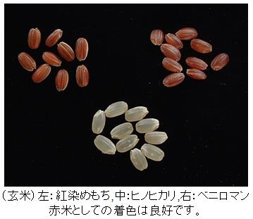 紅染めもち