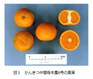 かんきつ中間母本農6号の果実