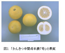 かんきつ中間母本農7号の果実