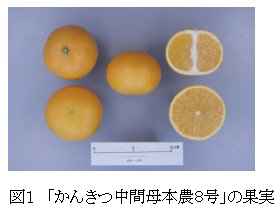 かんきつ中間母本農8号の果実