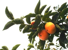 図1「八秋」の果実