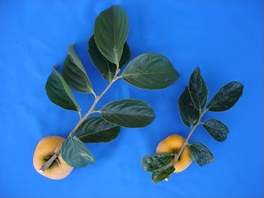 図2.結果枝、葉および果実の比較