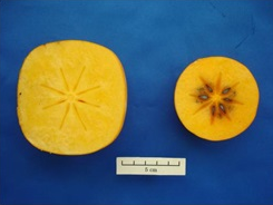 図3.果実の比較「平核無」と「八秋」